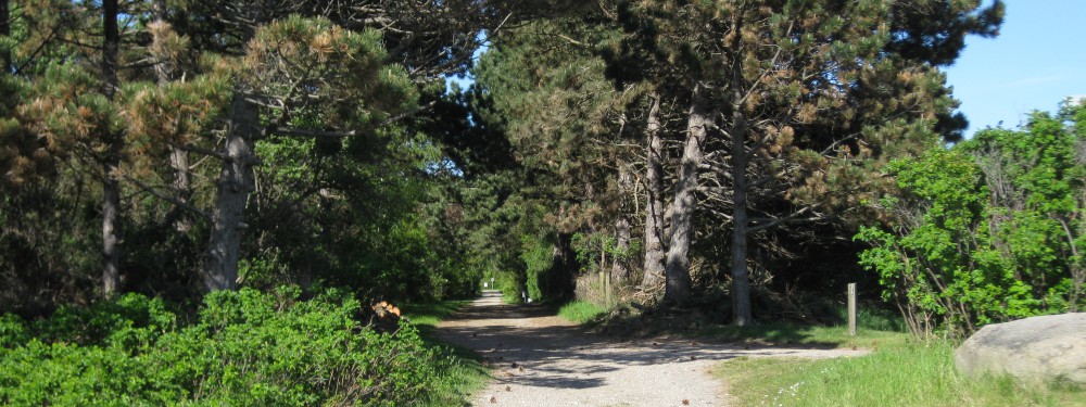 Vestergård